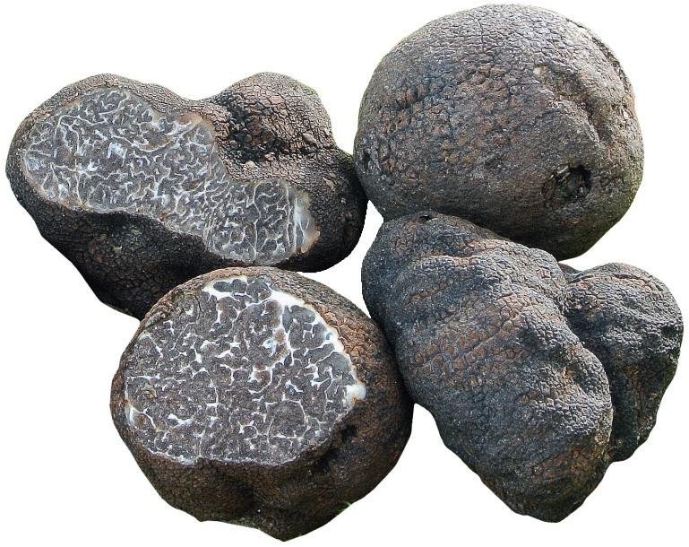 smooth black truffle tuber macrosporum vittadini